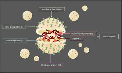 ssRNA Virus and Host Lipid Rearrangements: Is There a Role for Lipid Droplets in SARS-CoV-2 Infection?